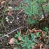 Aquilegia canadensis 'Corbet', habit