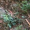 Aquilegia canadensis 'Corbet', habit
