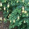 Aquilegia canadensis 'Corbet', habit