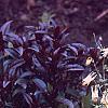 Aquilegia canadensis 'Corbet', habit