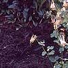 Aquilegia canadensis 'Corbet', habit