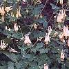 Aquilegia canadensis 'Corbet', habit