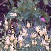Aquilegia canadensis 'Corbet', habit