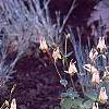 Aquilegia canadensis 'Corbet', habit