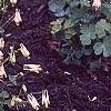 Aquilegia canadensis 'Corbet', habit