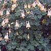 Aquilegia canadensis 'Corbet', habit