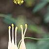 Aquilegia canadensis 'Corbet', flowers
