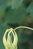 Aquilegia canadensis 'Corbet', flowers