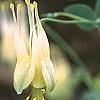 Aquilegia canadensis 'Corbet', flowers