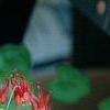 Aquilegia canadensis 'Little Lanterns', flowers
