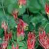 Aquilegia canadensis 'Little Lanterns', flowers