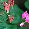 Aquilegia canadensis 'Little Lanterns', flowers