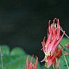 Aquilegia canadensis 'Little Lanterns', flowers