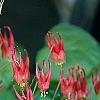 Aquilegia canadensis 'Little Lanterns', flowers