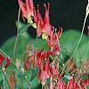 Aquilegia canadensis 'Little Lanterns', flowers