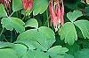 Aquilegia canadensis 'Little Lanterns', flowers