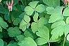 Aquilegia canadensis 'Little Lanterns', flowers
