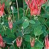 Aquilegia canadensis 'Little Lanterns', flowers