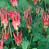 Aquilegia canadensis 'Little Lanterns', flowers
