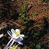 Aquilegia caerulea, habit