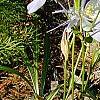 Aquilegia caerulea, habit