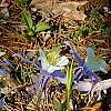Aquilegia caerulea, habit