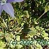 Aquilegia caerulea, habit