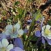 Aquilegia caerulea, habit