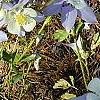 Aquilegia caerulea, habit