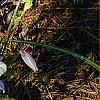 Aquilegia caerulea, habit