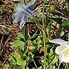 Aquilegia caerulea, habit