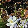 Aquilegia caerulea, habit
