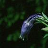 Aquilegia caerulea, flowers