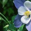 Aquilegia caerulea, flowers