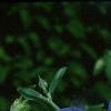Aquilegia caerulea, flowers