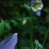 Aquilegia caerulea, flowers