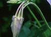 Aquilegia caerulea, flowers