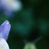 Aquilegia caerulea, flowers