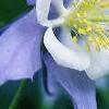 Aquilegia caerulea, flowers