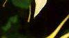 Aquilegia chrysantha, flowers