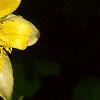 Aquilegia chrysantha, flowers