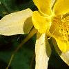 Aquilegia chrysantha, flowers