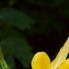 Aquilegia chrysantha, flowers