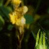 Aquilegia chrysantha, flowers