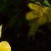 Aquilegia chrysantha, flowers