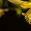 Aquilegia chrysantha, flowers