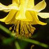 Aquilegia chrysantha, flowers