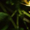 Aquilegia chrysantha, flowers