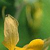 Aquilegia chrysantha, flowers