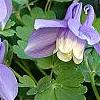 Aquilegia flabellata 'Mini-Star', flowers